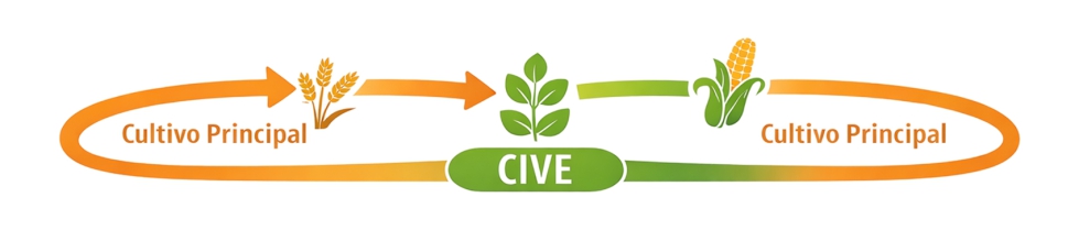 Figura 4. El CIVE en la rotaci�n de cultivos