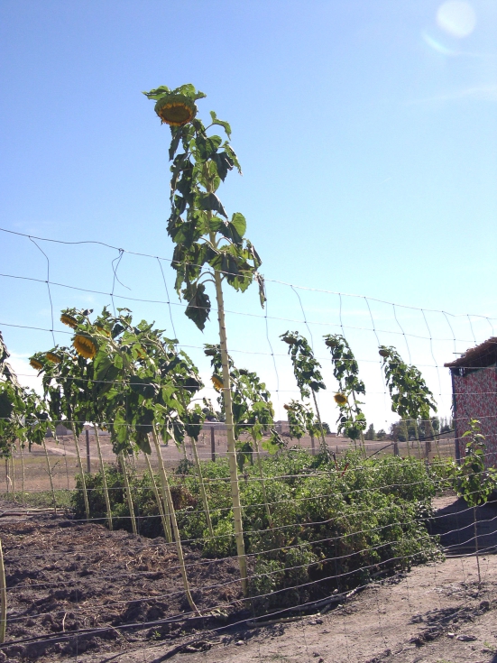 Figura 2. Girasoles tradicionales no oleaginosos o de pipa blanca en Villarta de San Juan (Ciudad Real) en 2006
