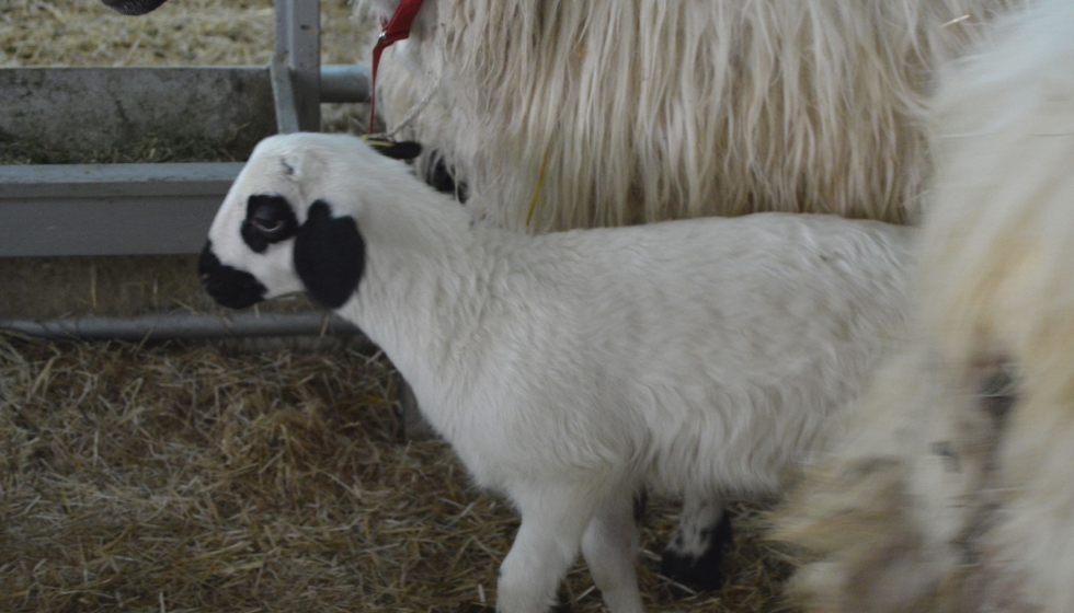 Cordero presente en la Feria Churra