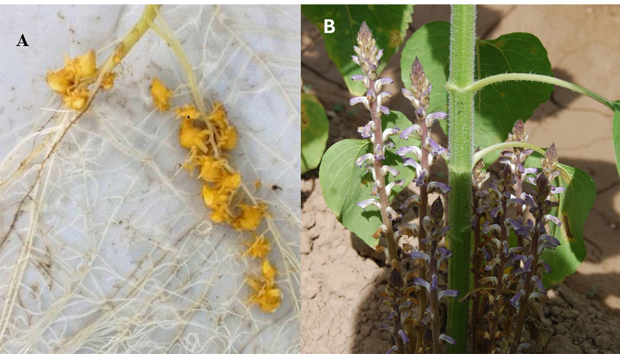 Figura 1. N�dulos subterr�neos (A) y tallos florales (B) del jopo del girasol