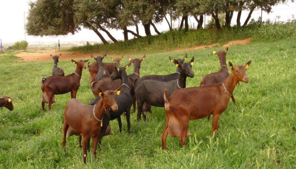 Cabras de la granja en una zona exterior