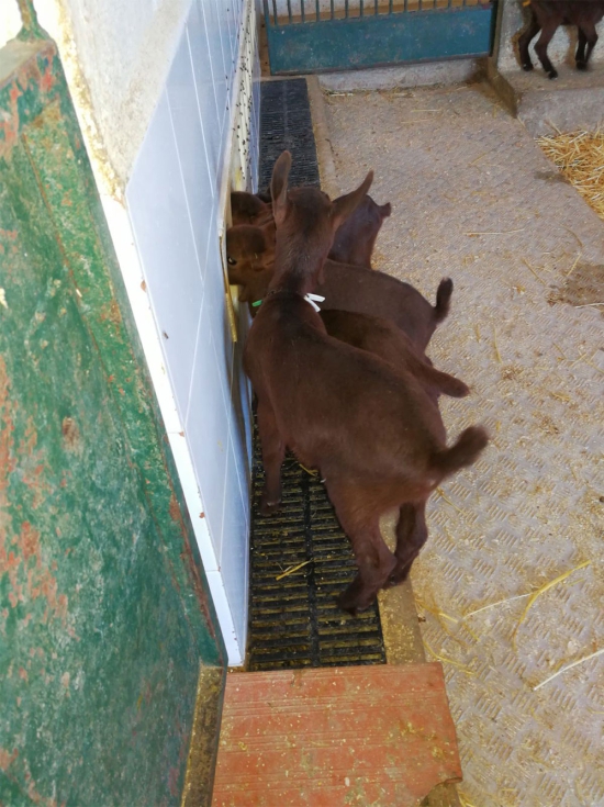 Cabritos en la zona de lactancia de la explotaci�n albacete�a