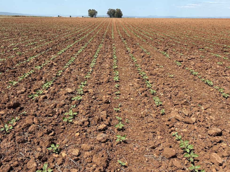 Situaci�n de una parcela de girasol en el Valle del Guadalquivir el 10 de abril de 2026