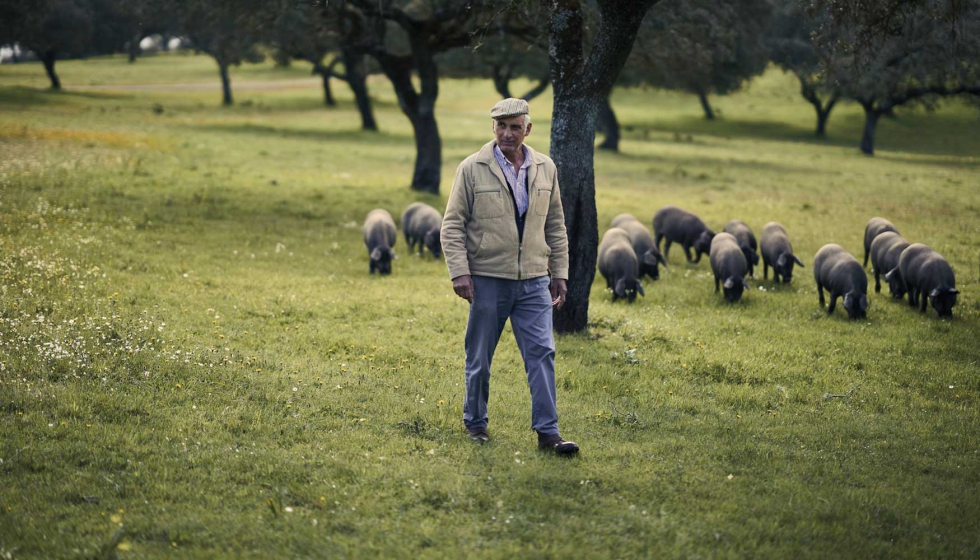 Foto de La montanera 2025-2026 crece un 3% y rompe la tendencia de ajuste de los �ltimos a�os