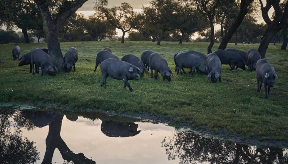 Andaluc�a concentra el 48,39% de la producci�n (289.396 animales), lo que supone un ligero incremento respecto a la campa�a anterior (47,84%)...