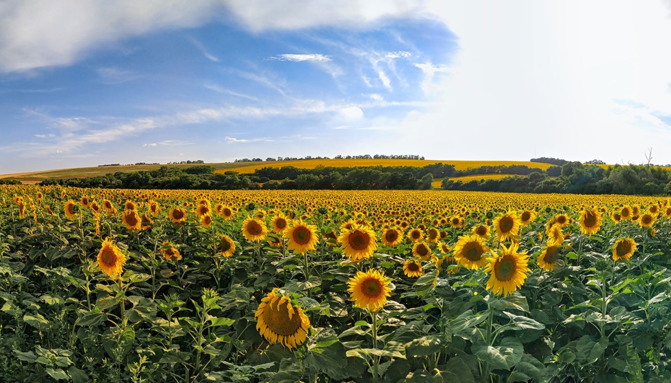 Campos de girasol en Ucrania