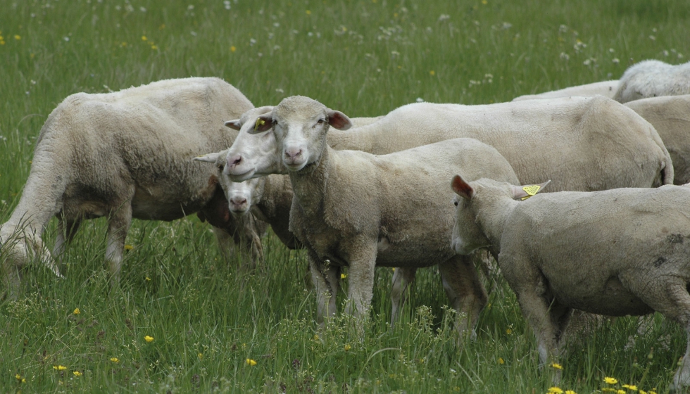 Corderos en una explotaci�n extensiva