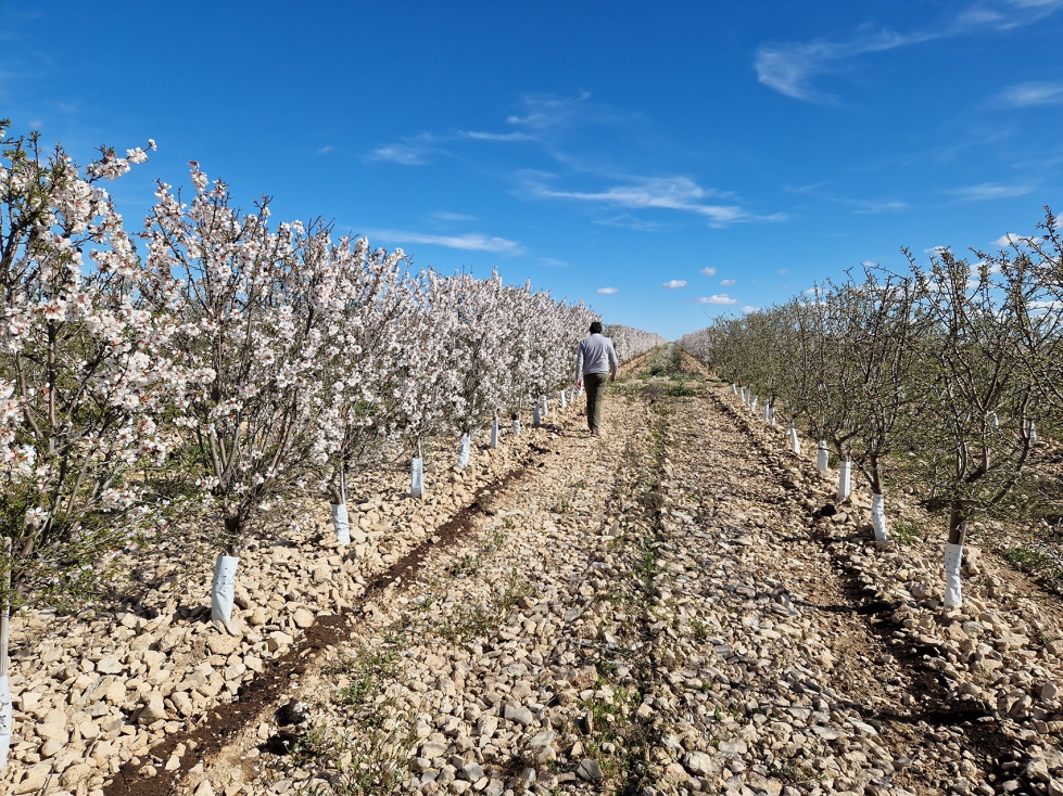 Plantaci�n de almendros en marco estrecho