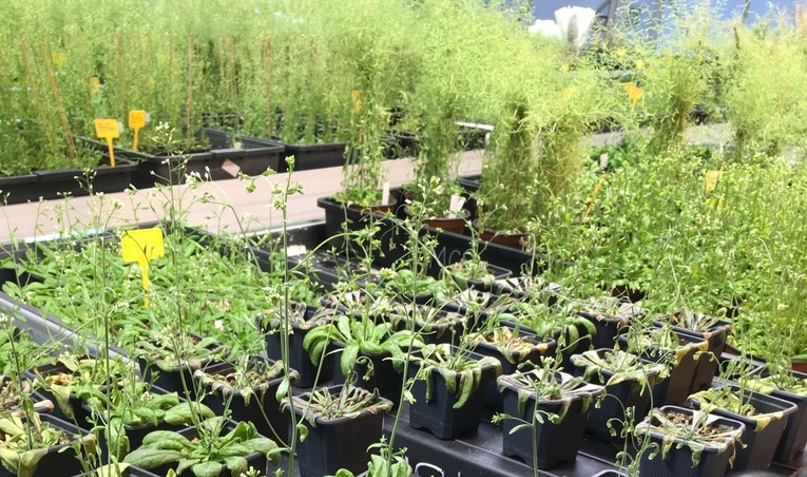 Plantas arabidopsis thaliana en el laboratorio del IQF