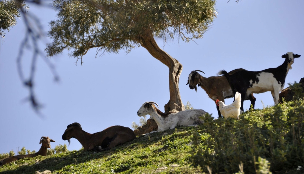 Ejemplares de la raza caprina Payoya