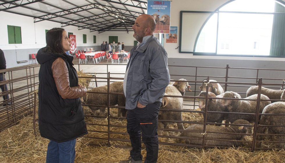 Foto de �xito de participaci�n en la adjudicaci�n de sementales de Merino Precoz de la Diputaci�n de C�ceres