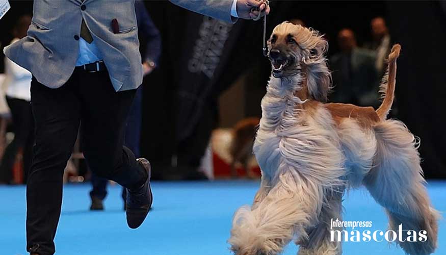 Razas muy poco vistas en Espa�a...