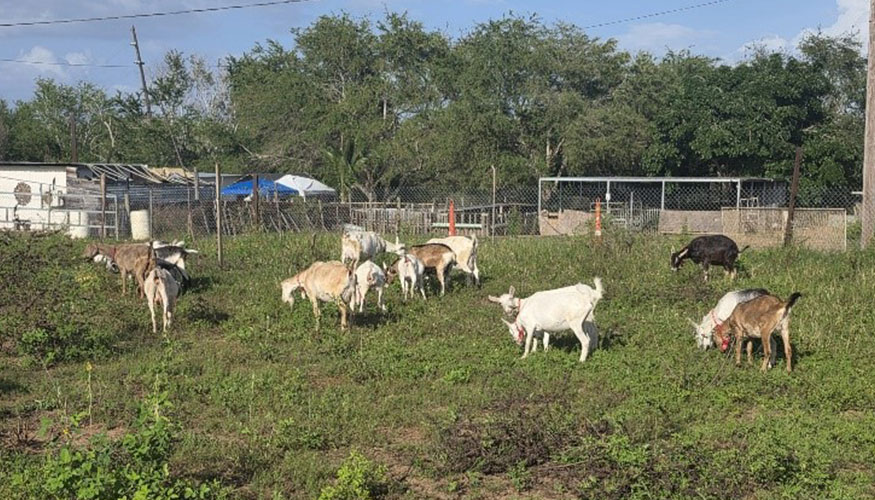 Crianza y orde�o de cabras en sistemas familiares de producci�n en Puerto Rico. Caso de la Finca Mi Linda Cabrita, Isabela, Puerto Rico...