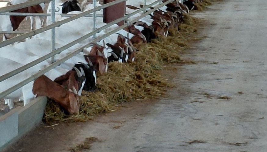 Caprinos criados en confinamiento y alimentados con raciones totales. Finca La Mar LLC, La Parguera, Lajas, Puerto Rico