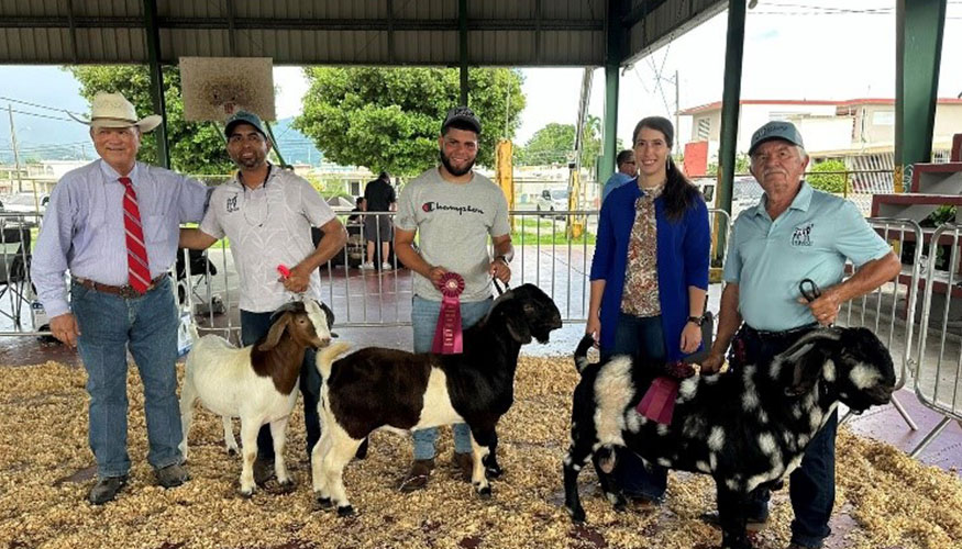 La crianza de caprinos para exhibici�n es una de las principales actividades entre los productores en Puerto Rico...
