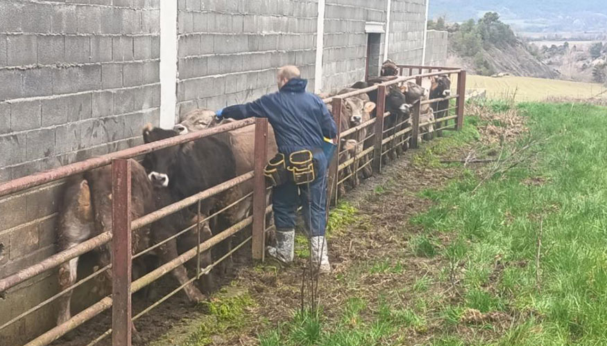 Vacunaci�n frente a la dermatosis nodular contagiosa en una explotaci�n