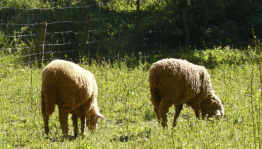 Reba�o ovino de Andaluc�a