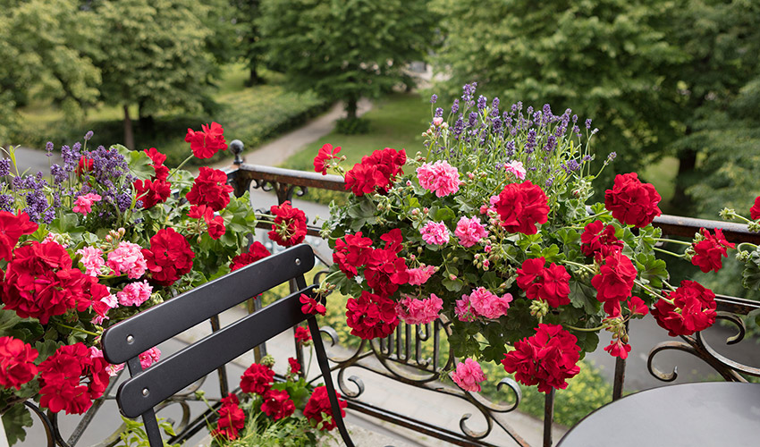 Girona se convierte cada primavera en un gran escaparate floral durante el Temps de Flors...