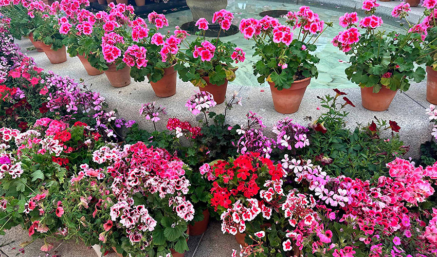 Composiciones con geranios en patios y balcones de Girona reflejan la tradici�n floral de la ciudad y su papel como referencia europea en dise�o y...