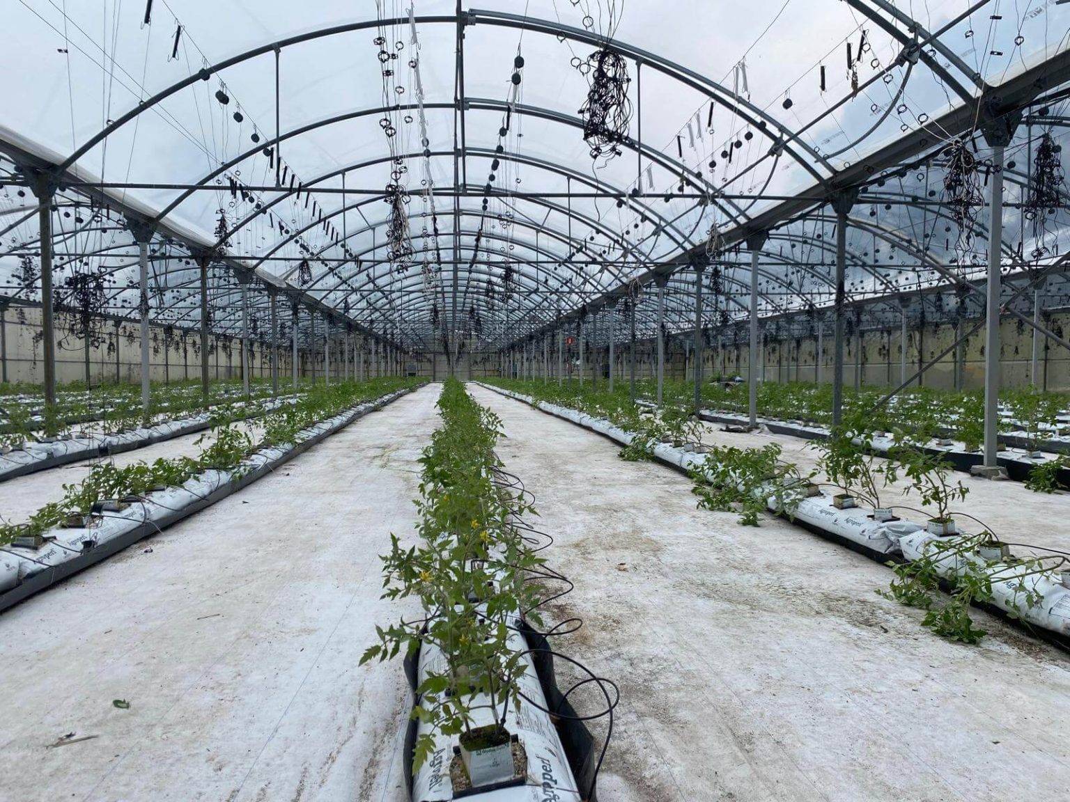 Imagen del invernadero comercial de Garaia en Bermeo
