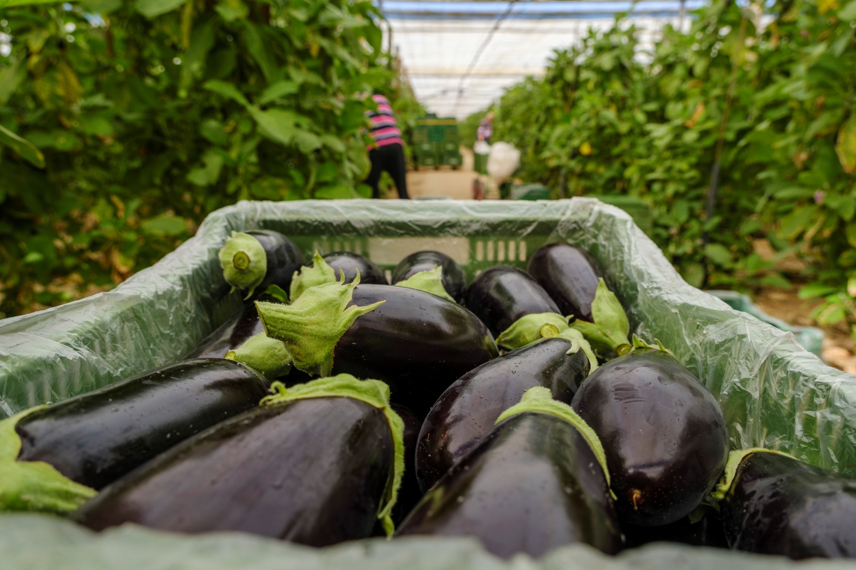 La regulaci�n europea est� empujando hacia una agricultura m�s sostenible