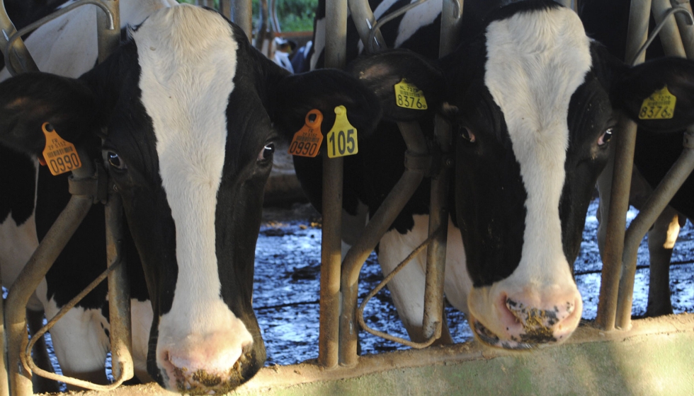 Vacas de raza Frisona