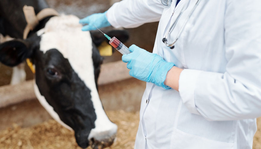 Trabajo veterinario en una granja de vacuno de leche