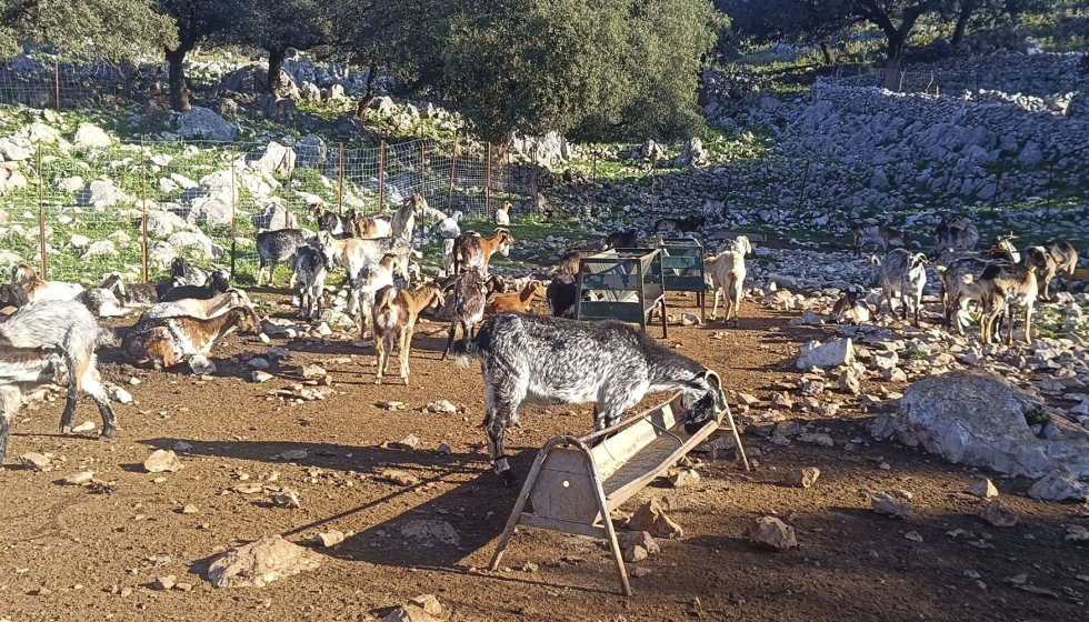 Animales de la ganader�a El Saltillo