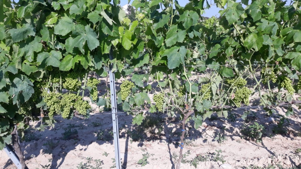 Selectis destaca los retos reales a los que se enfrentan los agricultores y la necesidad de soluciones m�s fiables