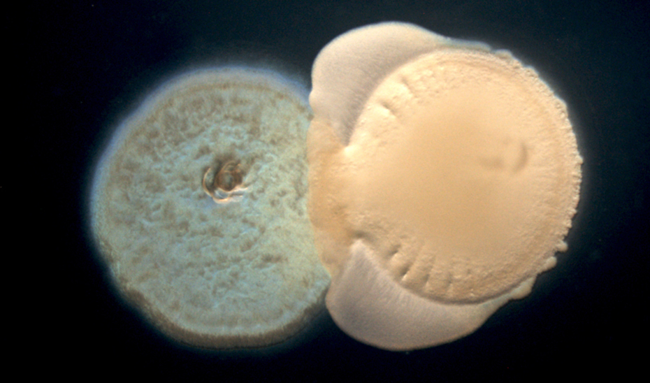 Interacci�n entre dos especies bacterianas colonizadoras de la ra�z de plantas...