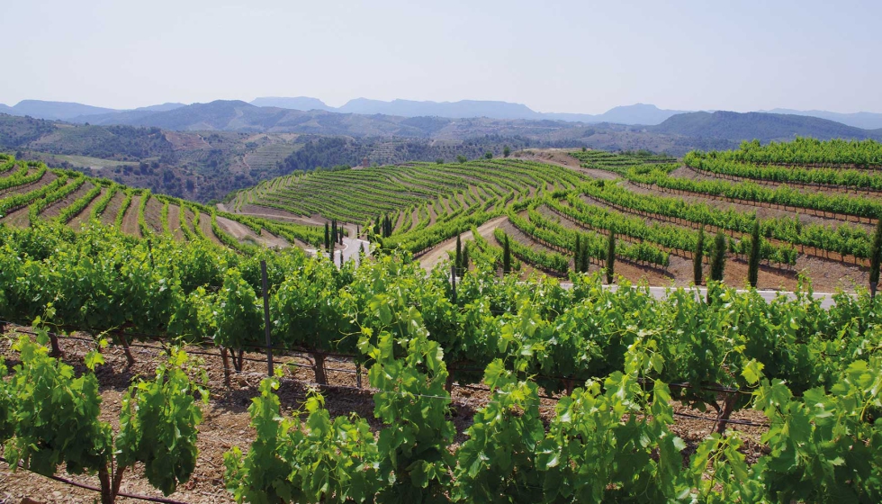 Vi�edo de Garnacha y Mazuela en el Priorat