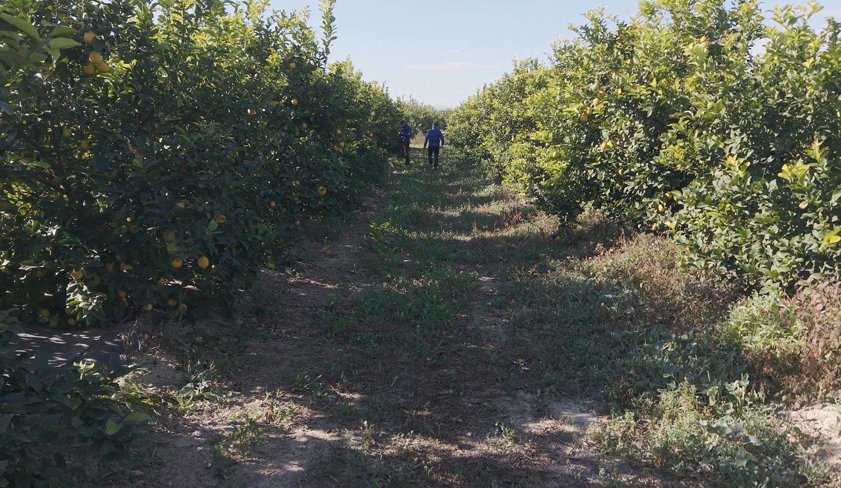 Imagen de una finca de limones, en la Regi�n de Murcia