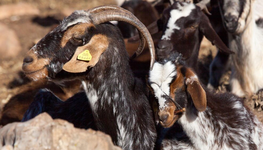 Ejemplares de la raza caprina Payoya