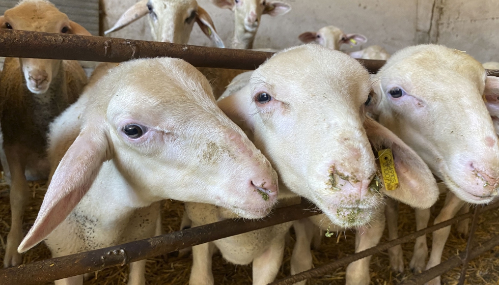 Ejemplares de la raza ovina Lacaune