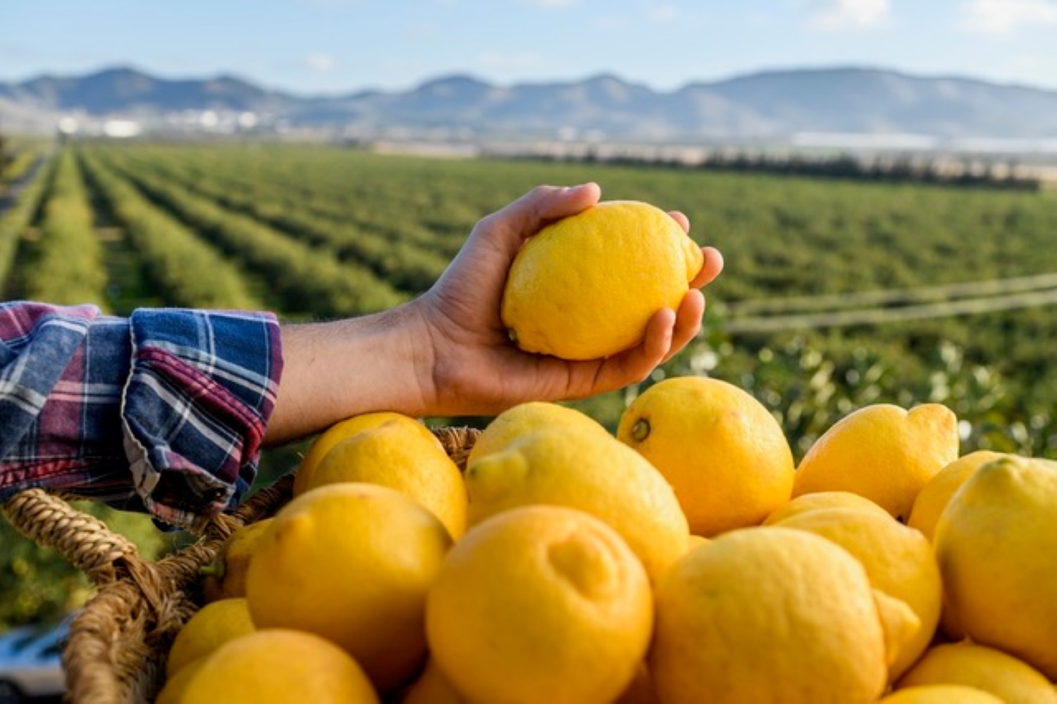 En 2025, la Regi�n de Murcia produjo 511.000 toneladas de lim�n