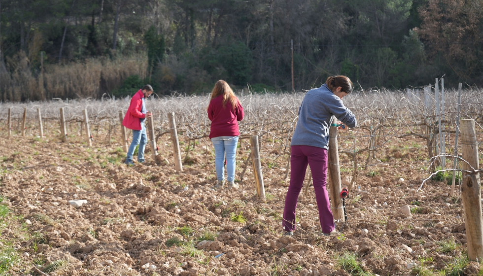 La colaboraci�n entre bodegas y centros de investigaci�n se consolida como un elemento esencial para la transferencia de conocimiento al sector...