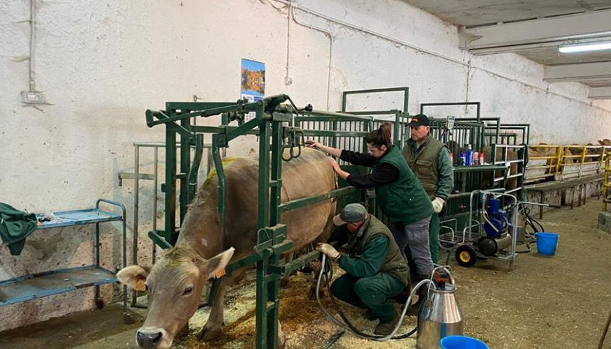 Pruebas con ganado vacuno de carne