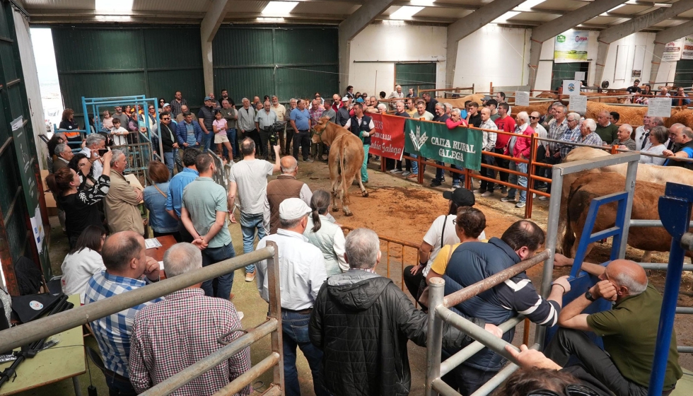 Un instante de la subasta de la raza Rubia Gallega en A Fonsagrada