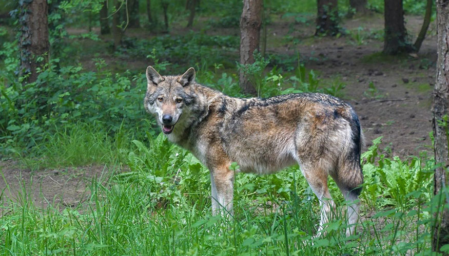 Ejemplar de lobo ib�rico