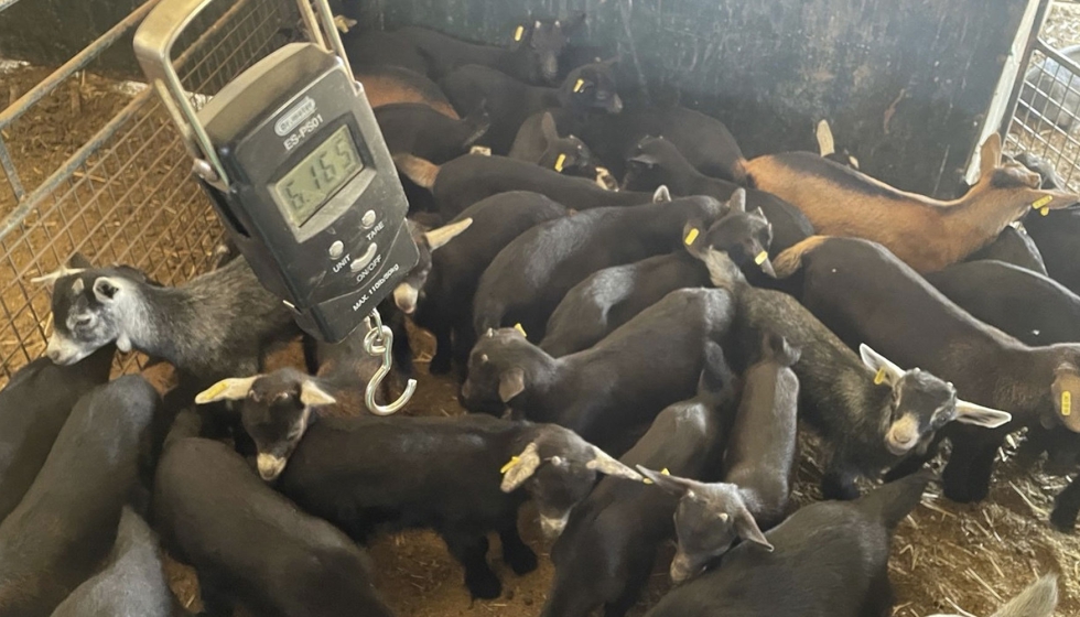 Ejemplares de la raza caprina Verata