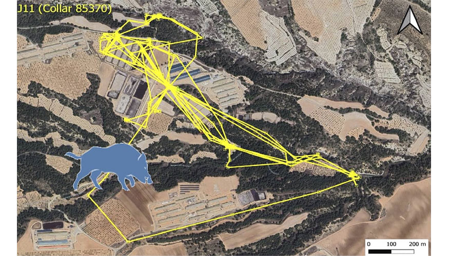 Desplazamientos de un jabal� adulto marcado con un collar GPS en el entorno de una explotaci�n porcina a lo largo de una semana...