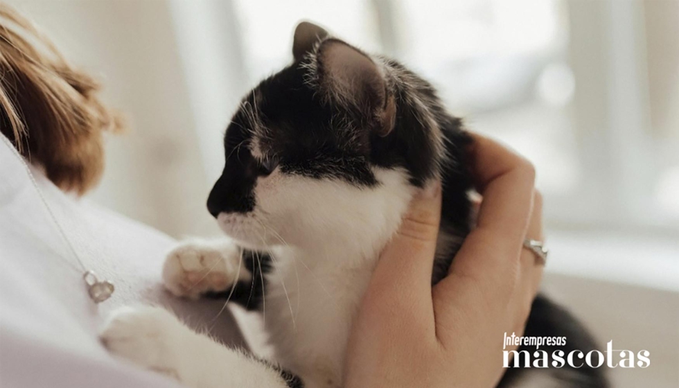 El 50% de los espa�oles due�os de gatos afirma celebrar el cumplea�os de su felino o fechas especiales