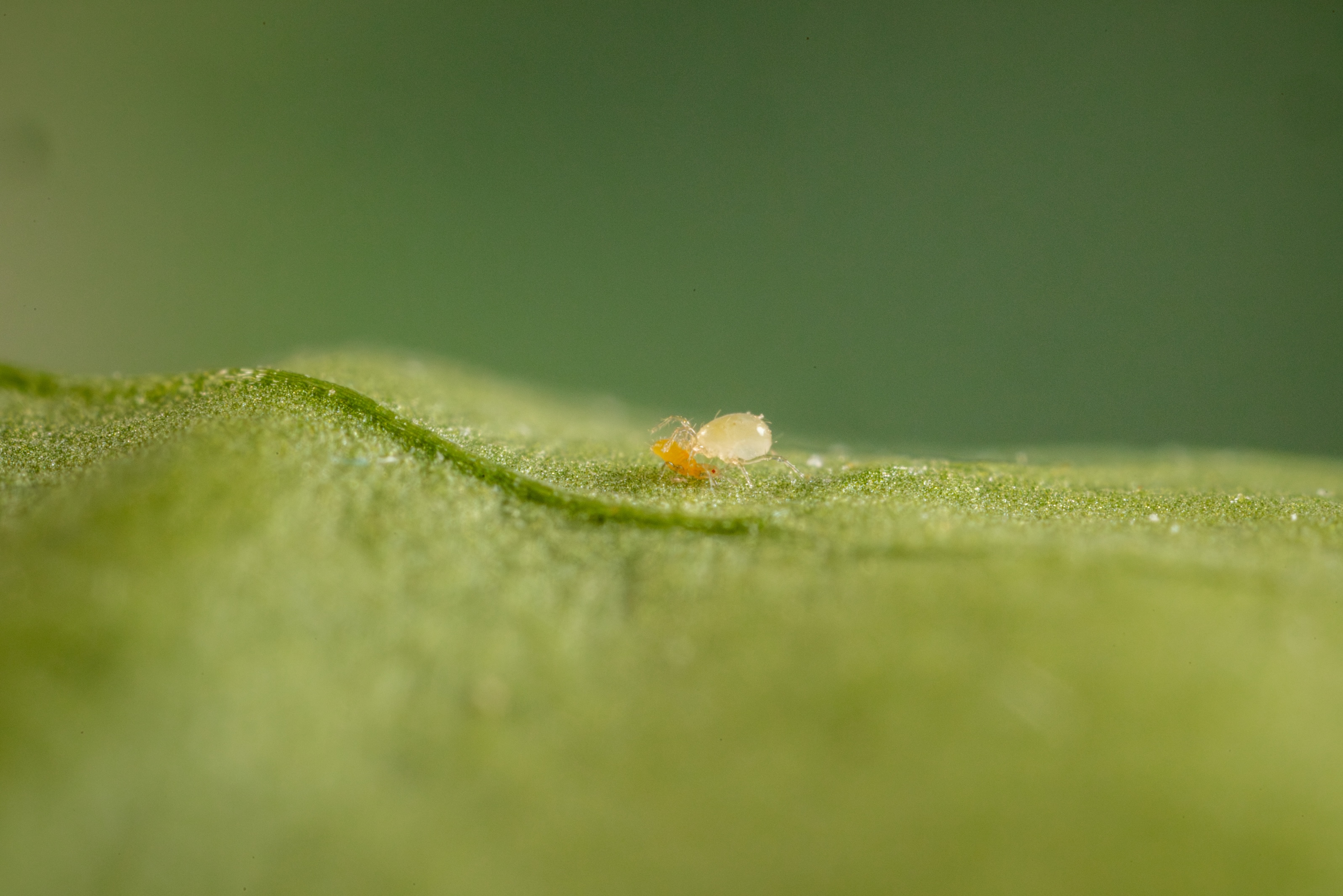 Imagen de Amblydromalus limonicus depredando trips. Foto cedida por Koppert