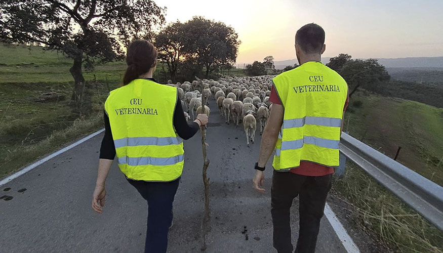 Estudiantes de la Facultad de Veterinaria de la Universidad CEU Cardenal Herrera (CEU UCH) acompa�an a un reba�o trashumante...