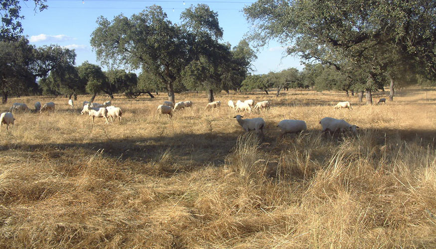 Foto de An�lisis de la producci�n de lana merina seg�n variables descriptivas de producci�n de corderos