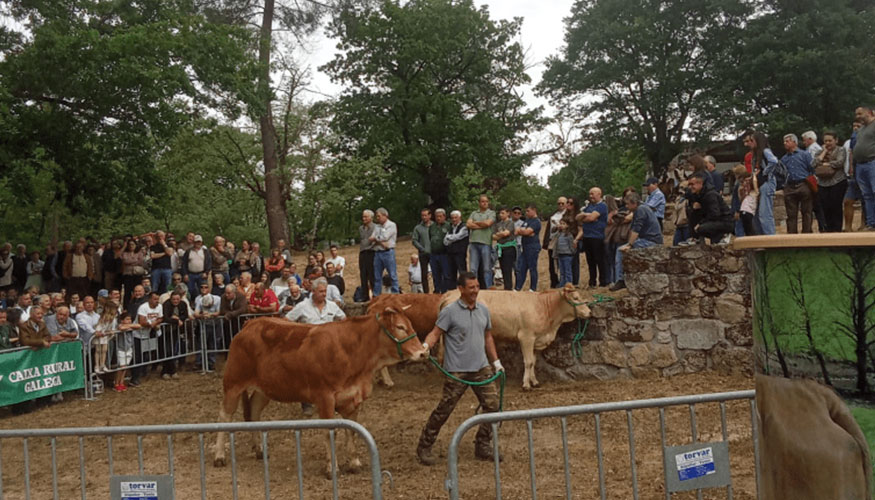 Un instante de la subasta de la raza Rubia Gallega en L�ncara