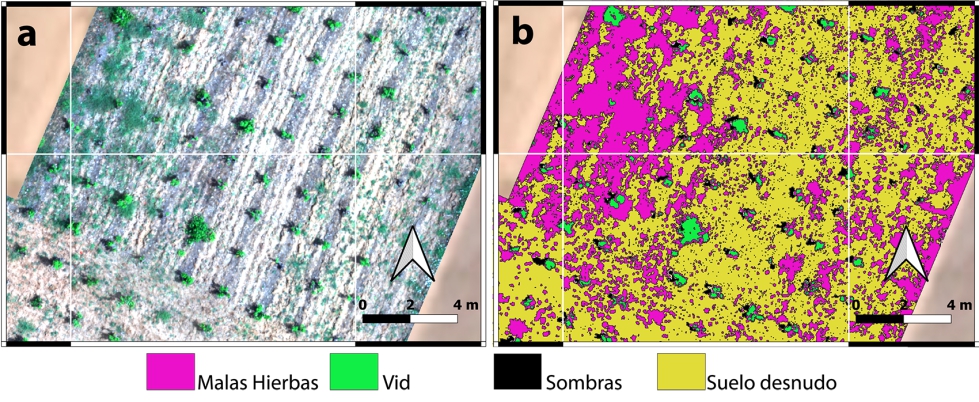 Figura 2. a) Detalle Ortofoto de la parcela; b) Mapa con el resultado de la clasificaci�n ANN