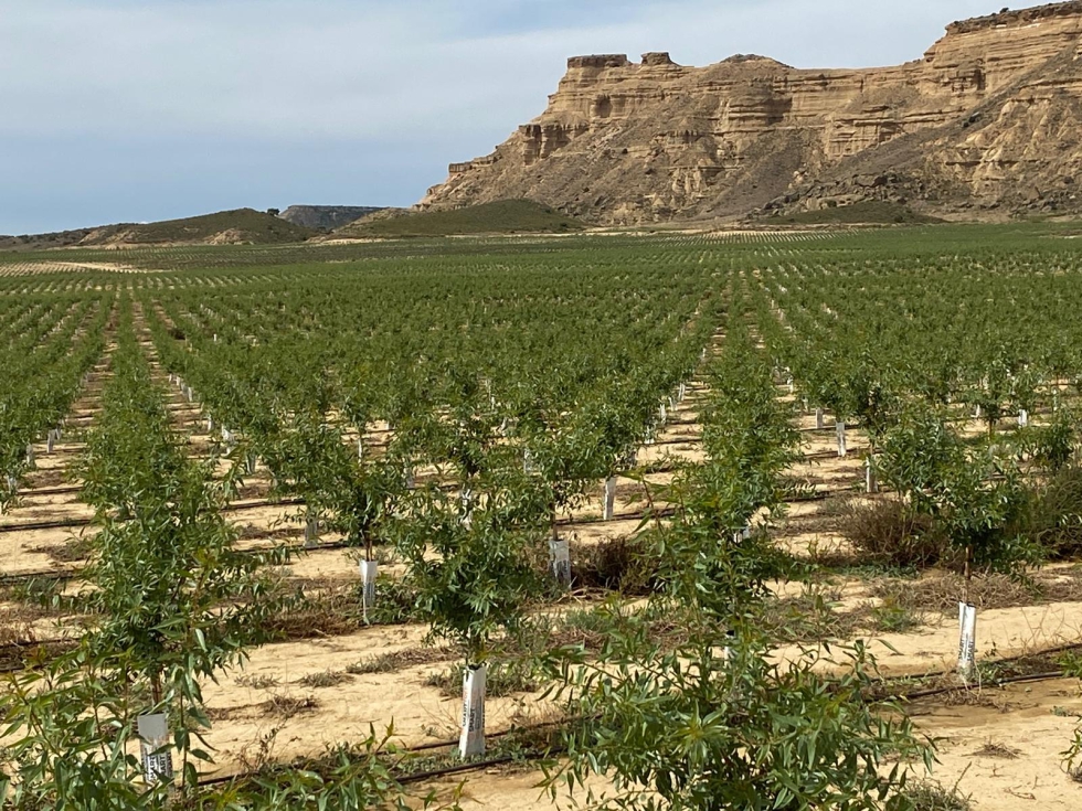 La Finca Terreu se basa en variedades como Penta, alta densidad y manejo t�cnico en un proyecto que ya es referencia en Europa...