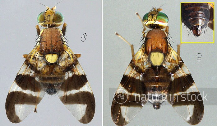 Foto 1. Apariencia de la mosca de la c�scara de la nuez o mosca del nogal, macho y hembra adultos. Fuente: Nature in stock...