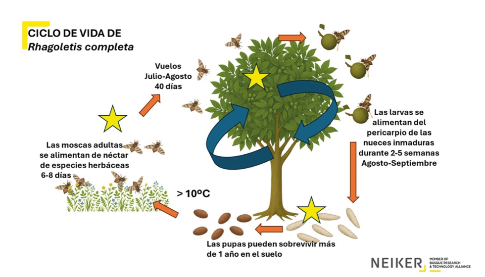 Figura 1. Ciclo biol�gico de la mosca del nogal...